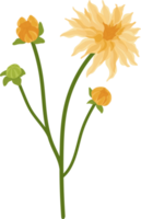 Yellow dahlia flower hand drawn illustration. png