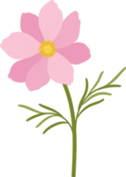 Pink cosmos flower hand drawn illustration. png