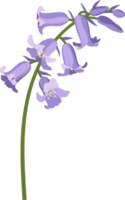 Bluebell flower hand drawn illustration. png