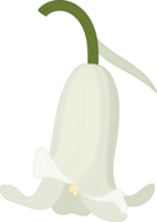 Glockenblumen-Blume handgezeichnete Illustration. png