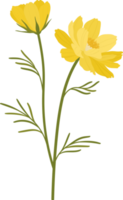 Yellow cosmos flower hand drawn illustration. png