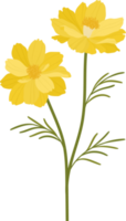 Yellow cosmos flower hand drawn illustration. png