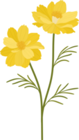 gelbe kosmosblume handgezeichnete illustration. png