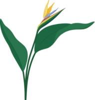 Bird of paradise flower hand drawn illustration. png