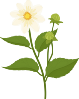 White dahlia flower hand drawn illustration. png