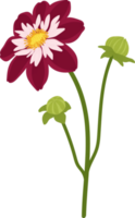 mörkrosa dahlia blomma handritad illustration. png