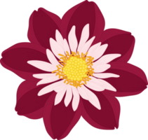 illustrazione disegnata a mano del fiore della dalia rosa scuro. png