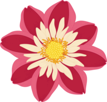 illustration dessinée à la main de fleur de dahlia rouge. png