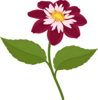 Dark pink dahlia flower hand drawn illustration. png