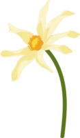 Yellow dahlia flower hand drawn illustration. png