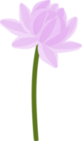 ilustración de dibujado a mano de flor de dalia púrpura. png