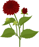 Red dahlia flower hand drawn illustration. png