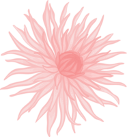 illustrazione disegnata a mano del fiore della dalia rosa. png