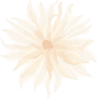 White dahlia flower hand drawn illustration. png