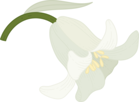 ilustración de dibujado a mano de flor de campanilla. png