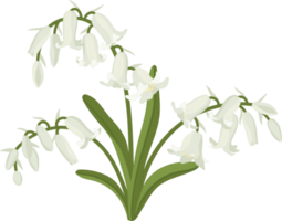 blåklocka blomma handritad illustration. png