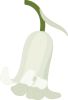 blåklocka blomma handritad illustration. png