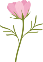 rosa kosmos blomma handritad illustration. png