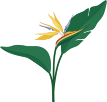 Bird of paradise flower hand drawn illustration. png