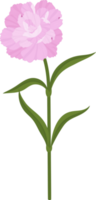 illustration dessinée à la main de fleur d'oeillet rose. png