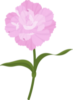 ilustración de dibujado a mano de flor de clavel rosa. png