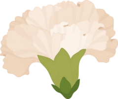 white carnation flower hand drawn illustration. png