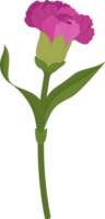 lila nejlika blomma handritad illustration. png