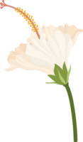 White Hibiscus flower hand drawn illustration. png