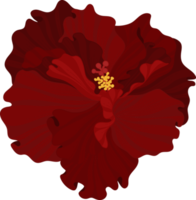 Red Hibiscus flower hand drawn illustration. png