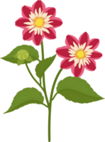 röd dahlia blomma handritad illustration. png