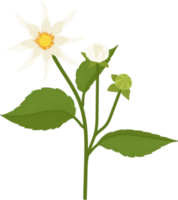 ilustração desenhada de mão flor dália branca. png