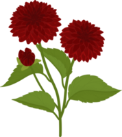 rode dahlia bloem hand getekende illustratie. png