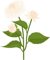 illustrazione disegnata a mano del fiore della dalia bianca. png
