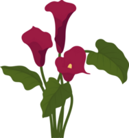 Red calla lily flower hand drawn illustration. png