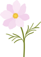 Pink cosmos flower hand drawn illustration. png