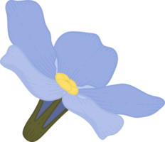 azul no me olvides flor ilustración dibujada a mano. png