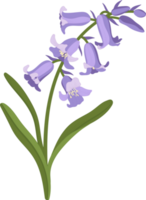 Bluebell flower hand drawn illustration. png