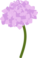 Pink hydrangea flower illustration. png