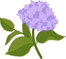 Purple hydrangea flower illustration. png