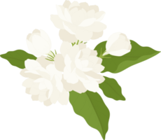 bouquet d'illustration de fleur de jasmin. png