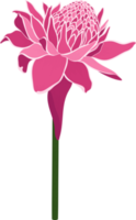 rote fackel ingwer blume handgezeichnete illustration. png