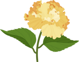 ilustração de mão desenhada flor de hibisco laranja. png