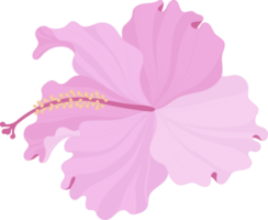 illustrazione disegnata a mano del fiore di ibisco rosa. png