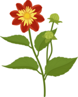 Orange dahlia flower hand drawn illustration. png