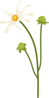 vit dahlia blomma handritad illustration. png