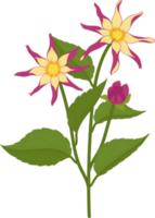 ilustração desenhada de mão rosa dália flor. png