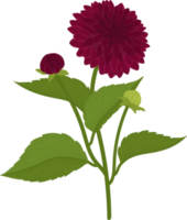 Dark pink dahlia flower hand drawn illustration. png