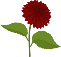 illustration dessinée à la main de fleur de dahlia rouge. png