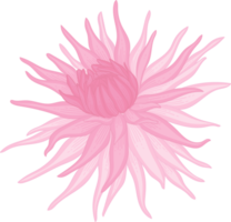 ilustração desenhada de mão rosa dália flor. png