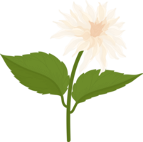 ilustração desenhada de mão flor dália branca. png